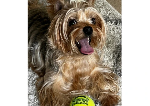 “Paws on Walk” Dog care service