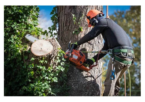 Tree Stump Removal