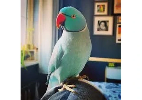 Healthy Cockatoo Parrots for Sale/Adoption - 1/8