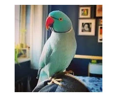 Healthy Cockatoo Parrots for Sale/Adoption