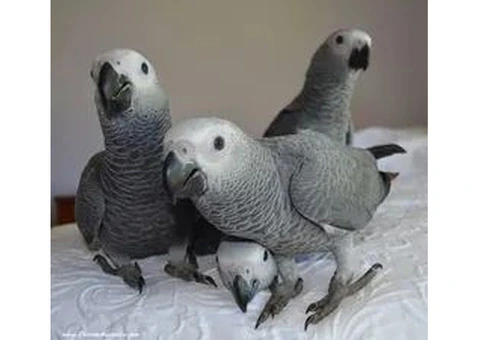 Healthy Cockatoo Parrots for Sale/Adoption - 2/8