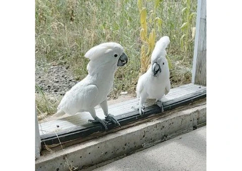 Healthy Cockatoo Parrots for Sale/Adoption - 3/8