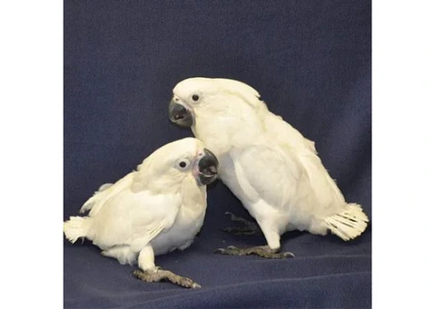 Healthy Cockatoo Parrots for Sale/Adoption - 4/8