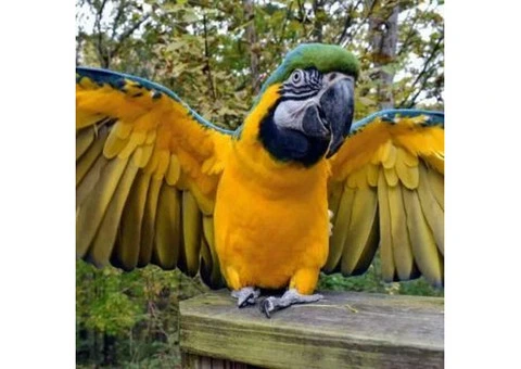 Healthy Cockatoo Parrots for Sale/Adoption - 5/8