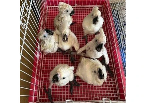 Healthy Cockatoo Parrots for Sale/Adoption - 6/8
