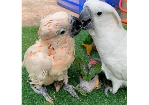 Healthy Cockatoo Parrots for Sale/Adoption - 7/8