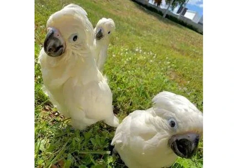 Healthy Cockatoo Parrots for Sale/Adoption - 8/8