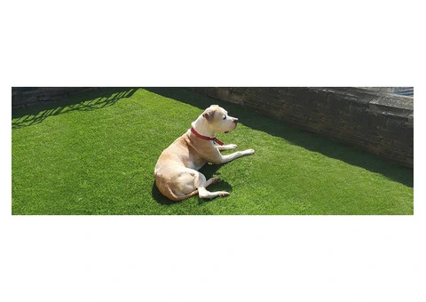 Want to know about Wholesale Synthetic Grass Dewsbury? Visit Artificial Grass Wholesale!
