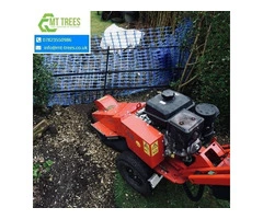 Elevating Green Spaces with MT Trees