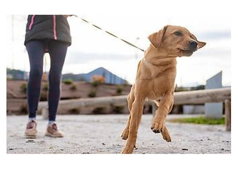 Elevate Your Canine's Behaviour with Natural Balance Dog Training Ltd - 2/2
