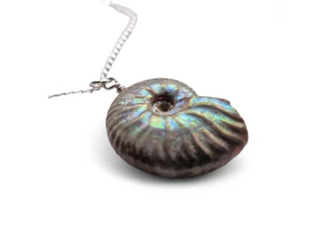Ammonite Fossil: The Beauty Carved in Necklaces