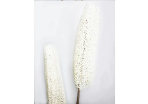 Shop Now: XL Dried Luffa (Loofah) Bleached Flowers Bunch - 3 Stems, 120cm