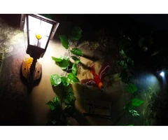 Experience Magic Forest: Secrets of the Enchanted Realm