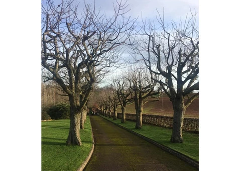 Tree Surgery Hedge Cutting Services In Gloucester