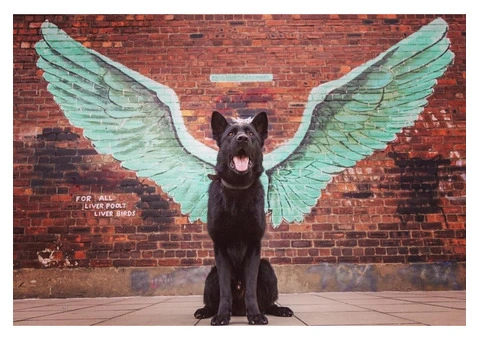 Link K9 Family Protection Dogs - 1/3
