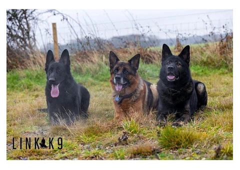 Link K9 Family Protection Dogs - 3/3