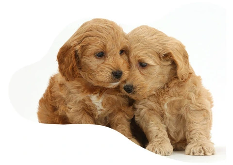 Pet Daycare in Cheshire - 3/4