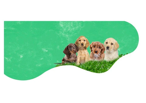 Pet Daycare in Cheshire - 4/4