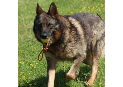 Expert Dog Training Services in Sussex | Vonkebles