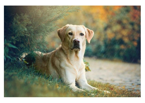 Pet Daycare in Cheshire - 2/4