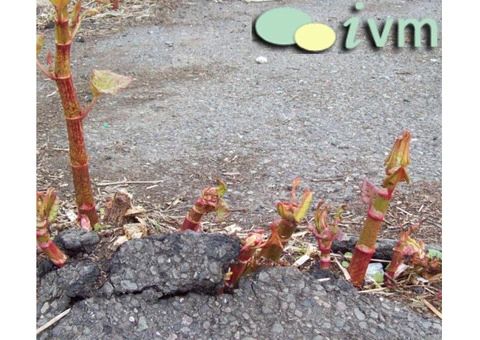 Comprehensive Knotweed Removal Services