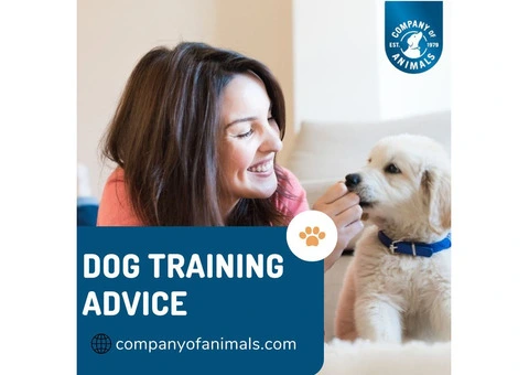 Expert Dog Training Advice - Unlock Your Pup's Potential!