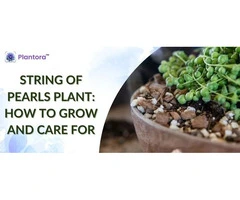 String Of Pearls Plant: How to Grow and Care For