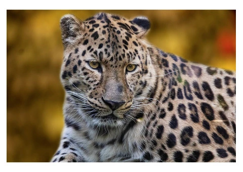 Costa Rica’s Wild Wonders Await - Sukia Travel - 2/6