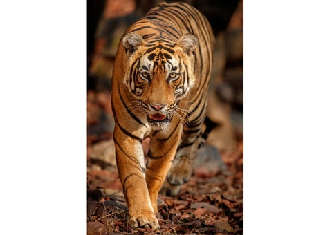 Costa Rica’s Wild Wonders Await - Sukia Travel - 3/6