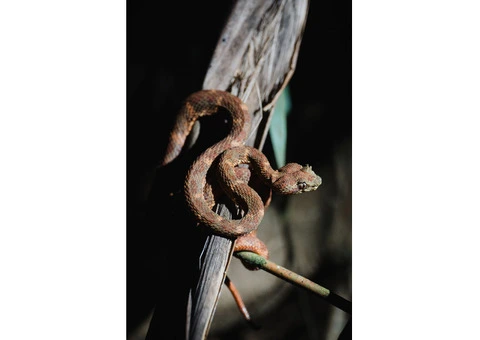 Costa Rica’s Wild Wonders Await - Sukia Travel - 5/6