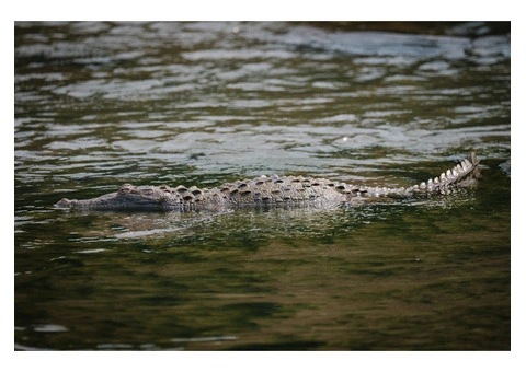 Costa Rica’s Wild Wonders Await - Sukia Travel - 6/6