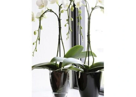 Floralcraft® Alexsia Vase - small - Michael Dark - 1/3