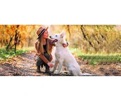 Master Lead Training for Your Dog