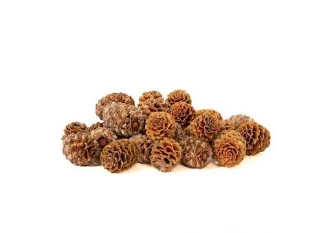 Floralcraft® Meridianum - Cream - 100g - Michael Dark - 3/3