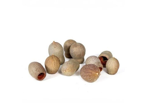 Floralcraft® Bellgums - Natural Decor Michael Dark