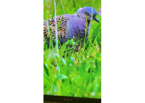 Sony 50inch 4K LED Smart tv for sale - 7/7