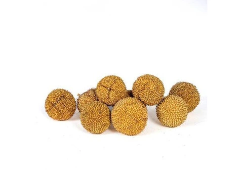 FLORALCRAFT® Platanus Cones - Natural | Michael Dark - 2/3
