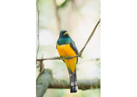 Birdwatching Tours in Corcovado National Park -A Feathered Fantasia