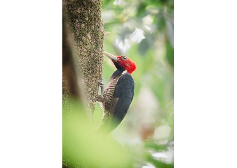 Birdwatching Tours in Corcovado National Park -A Feathered Fantasia - 2/2