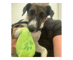 Dog Hydrotherapy in Hartlepool – North East Veterinary Physiotherapy