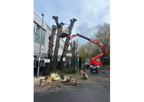 Tree Surgeons Middlesbrough - 2/5