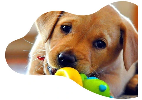 Pet Daycare Manchester - 4/4