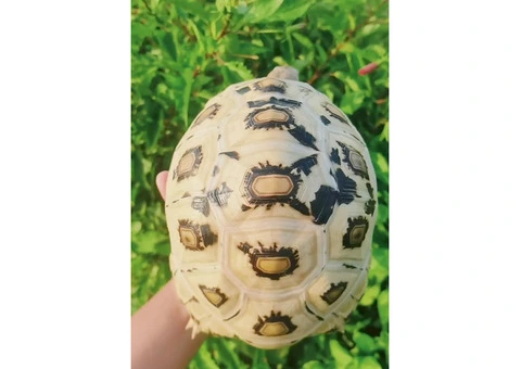 Tortoise ( High White Leopard Tortoise) - 1/4