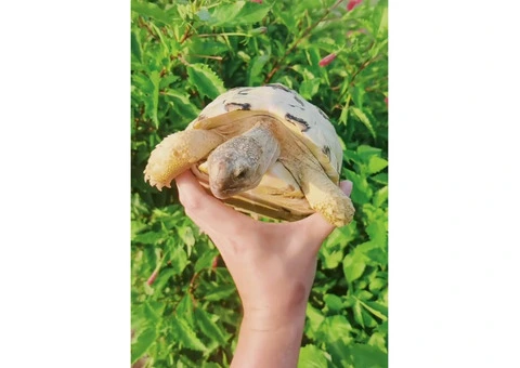 Tortoise ( High White Leopard Tortoise) - 2/4