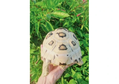 Tortoise ( High White Leopard Tortoise) - 3/4