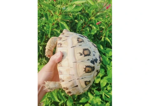 Tortoise ( High White Leopard Tortoise) - 4/4
