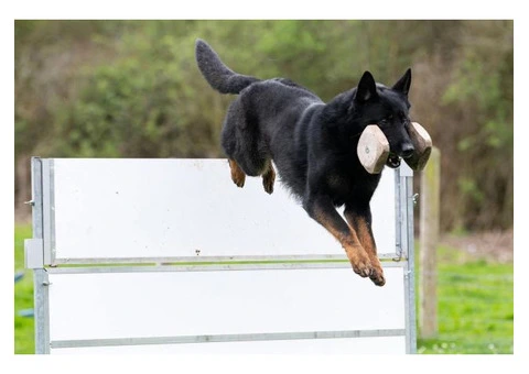 Vonkebles - Expert Dog Breeder in Sussex!