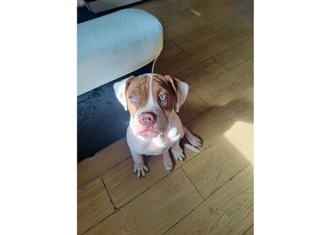 Alpaha bulldog - 1/4