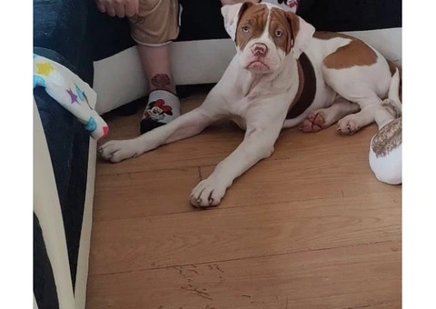Alpaha bulldog - 2/4