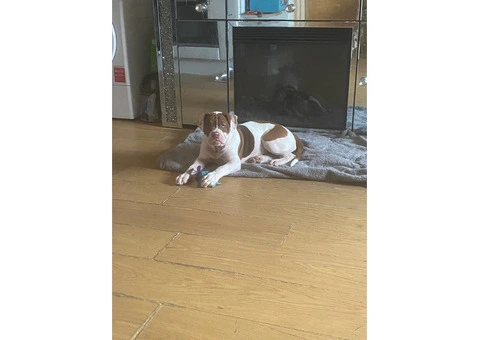 Alpaha bulldog - 3/4
